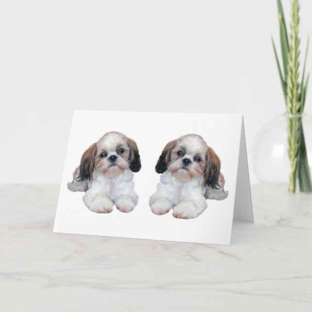 Tarjeta de los perritos de Shih Tzu (Anverso)
