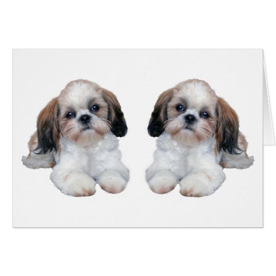Tarjeta de los perritos de Shih Tzu