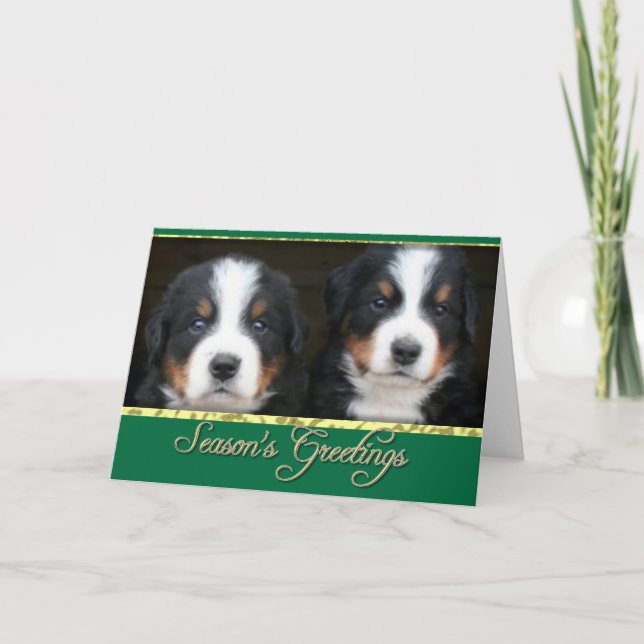 Tarjeta de los perros de montaña de Bernese de los (Anverso)