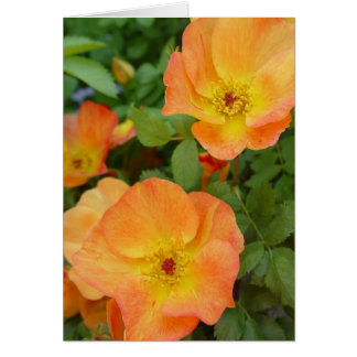 Tarjeta de los rosas de la llama del otoño