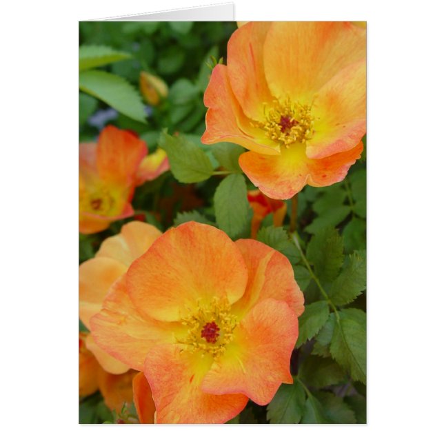 Tarjeta de los rosas de la llama del otoño (Frente)