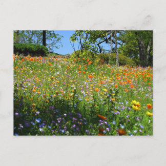Tarjeta de los wildflowers de Napa