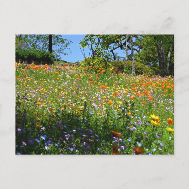 Tarjeta de los wildflowers de Napa (Anverso)