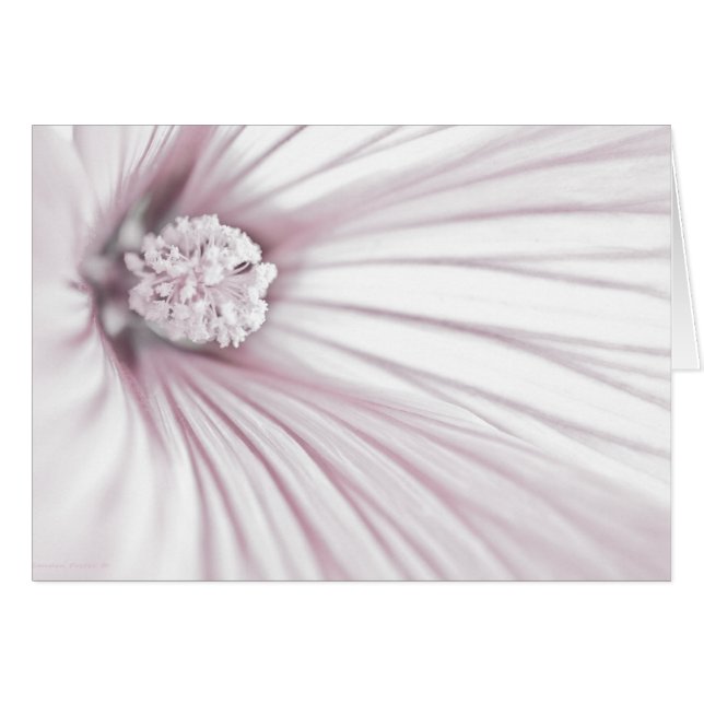 Tarjeta de macro de flor Lavatera (Anverso (Horizontal))