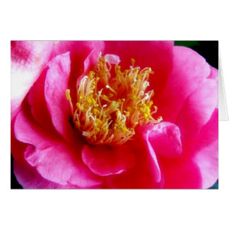 Tarjeta de macro Gardenia rosa