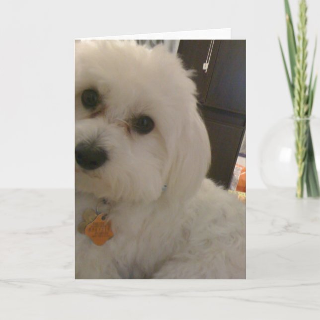 Tarjeta de Maltipoo (Anverso)