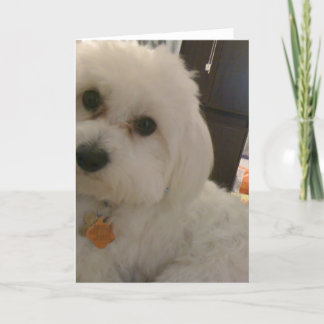 Tarjeta de Maltipoo