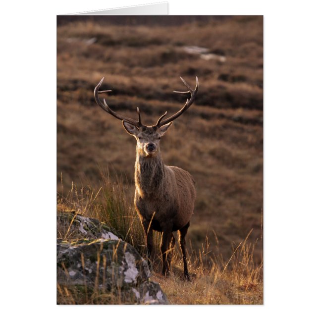 Tarjeta de marcas rojas (Frente)