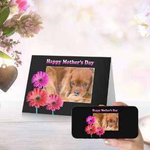 Tarjeta de margaritas del Cavalier King Charles pa