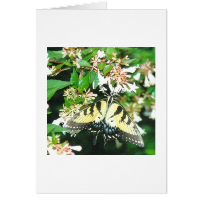 Tarjeta de mariposa (Frente)