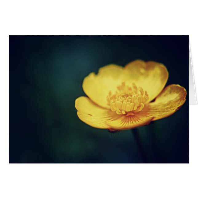 Tarjeta de mariposa (Anverso (Horizontal))