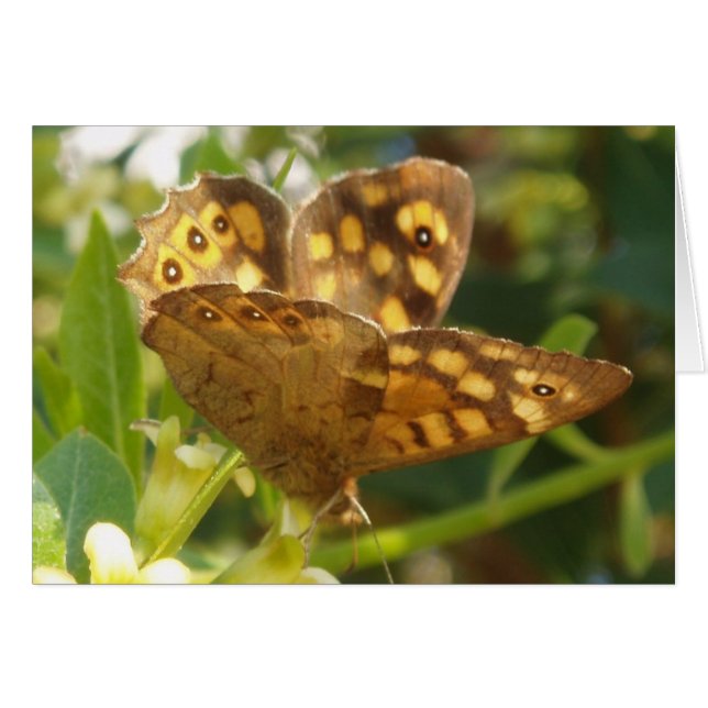 Tarjeta de mariposa (Anverso (Horizontal))