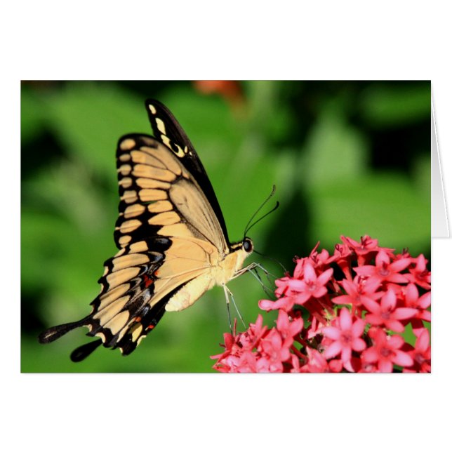 Tarjeta de mariposa (Anverso (Horizontal))