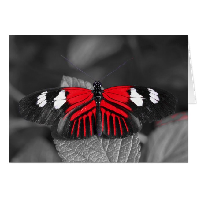 Tarjeta de mariposa (Anverso (Horizontal))