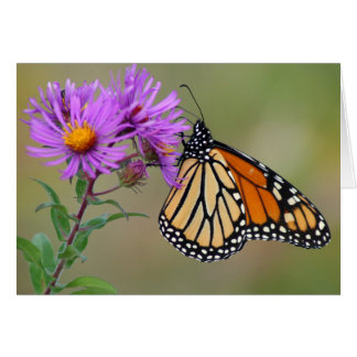 Tarjeta de mariposa