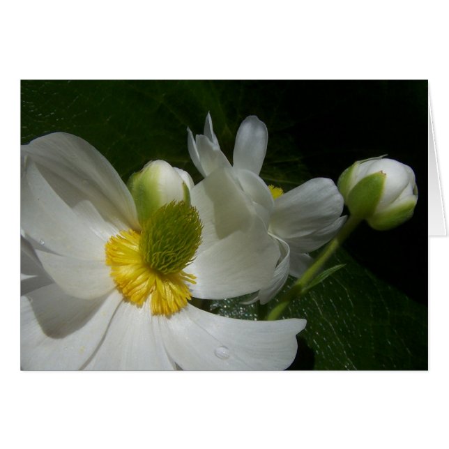 Tarjeta de mariposa (Anverso (Horizontal))