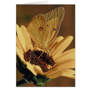 Tarjeta de mariposa a flor