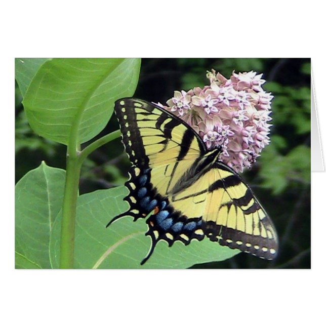Tarjeta de mariposa amarilla (plantilla) (Anverso (Horizontal))