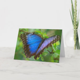 Tarjeta de mariposa azul