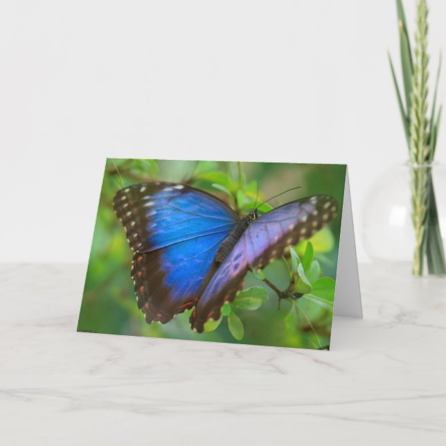 Tarjeta de mariposa azul (Anverso)