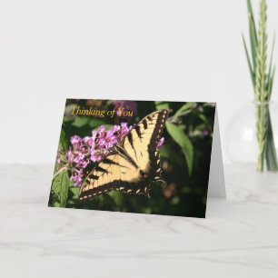 Tarjeta de mariposa cola de golondrina negra