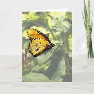 Tarjeta de mariposa de tigre liso