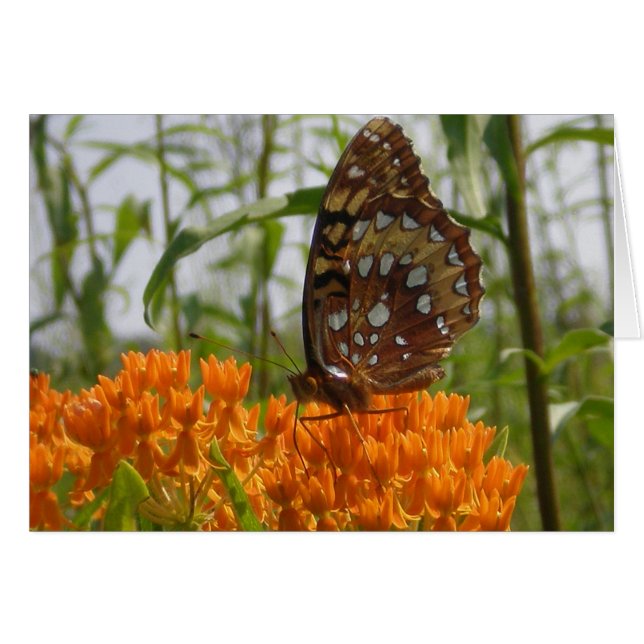 Tarjeta de mariposa (en blanco en el interior) (Anverso (Horizontal))