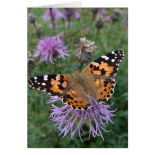 Tarjeta de mariposa Lady Pintada