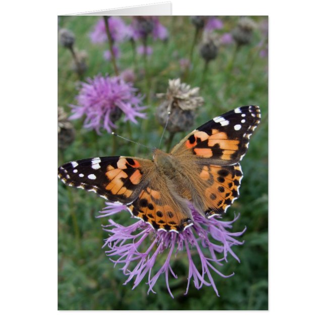 Tarjeta de mariposa Lady Pintada (Frente)