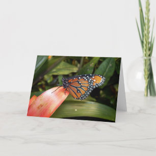Tarjeta de mariposa Reina