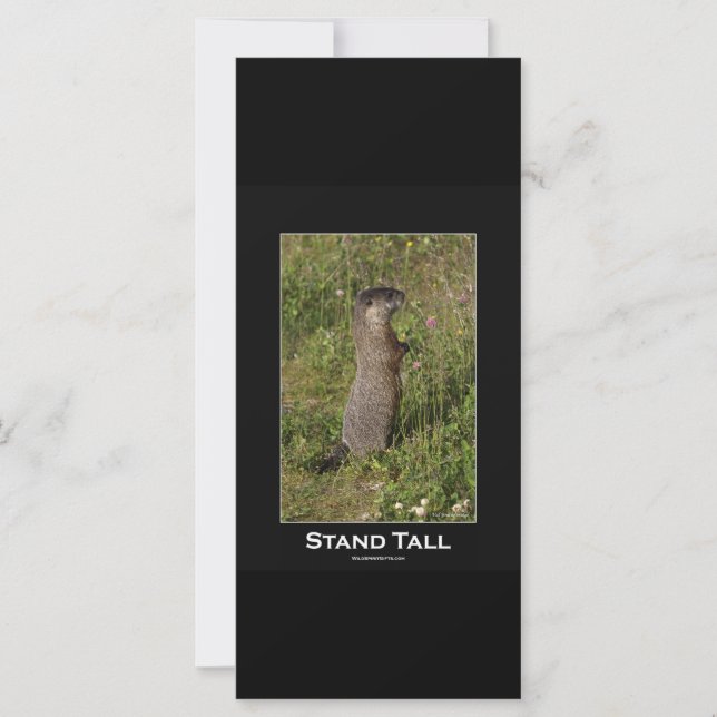 Tarjeta de marmota alta (Anverso)