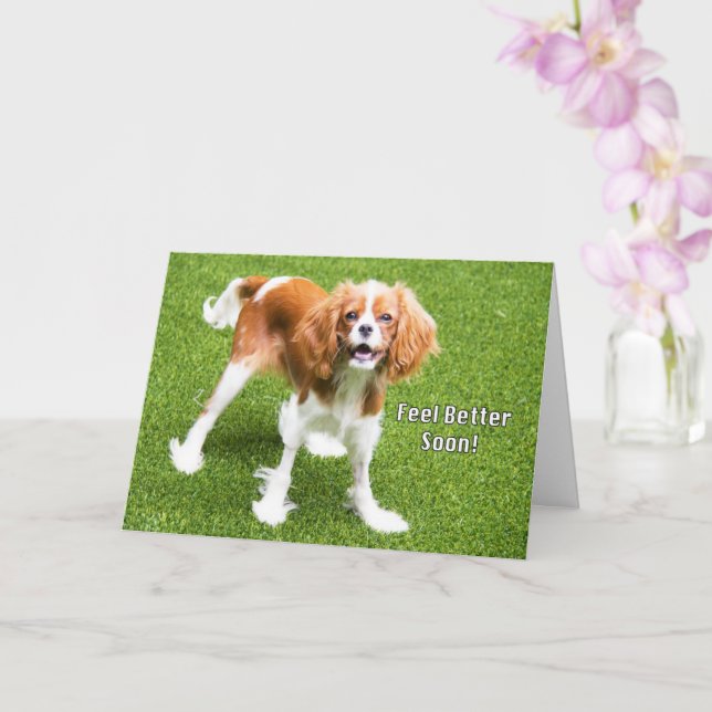 Tarjeta de mejoría para lindo Cavalier King Charle (Orquídea)