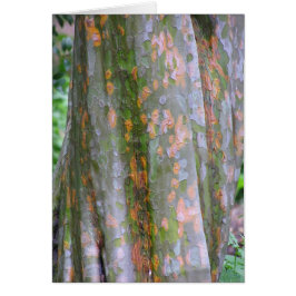 Tarjeta de membrecía china (Pseudodonia sinensis)