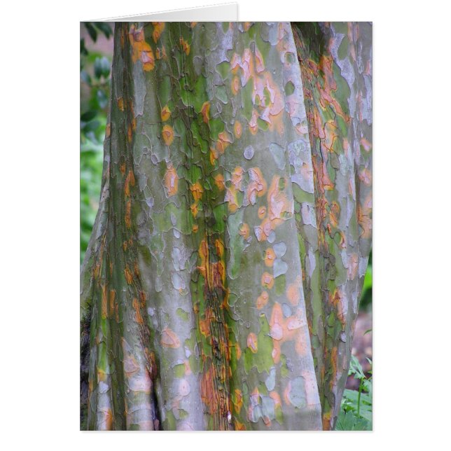 Tarjeta de membrecía china (Pseudodonia sinensis) (Frente)