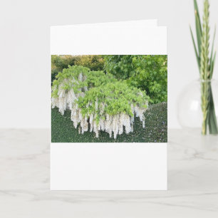 Tarjeta de mensaje de Pascua con hermosa wisteria