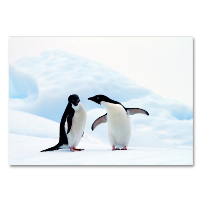 Tarjeta De Mesa Adelie Penguins (Reverso)
