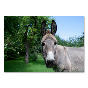 Tarjeta De Mesa Agradable retrato de burro