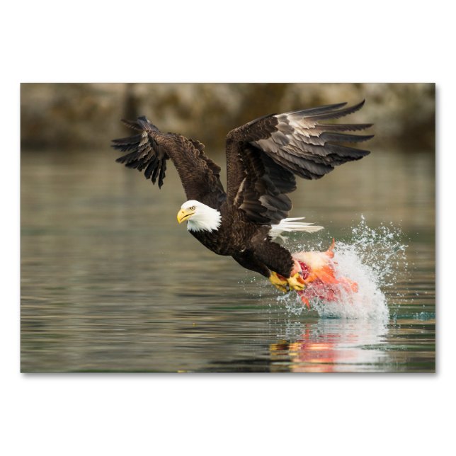 Tarjeta De Mesa Águila calva explosiva (Anverso)