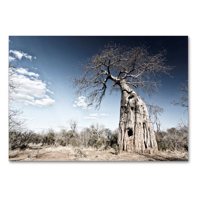 Tarjeta De Mesa Árbol de baobab en el Parque Nacional de las Pisci (Reverso)