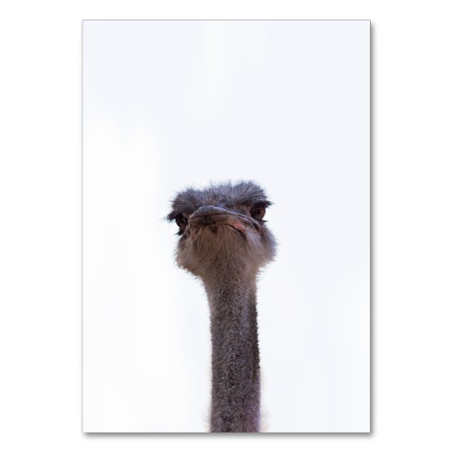 Tarjeta De Mesa avestruz (Anverso)