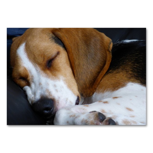 Tarjeta De Mesa beagle durmiendo (Anverso)