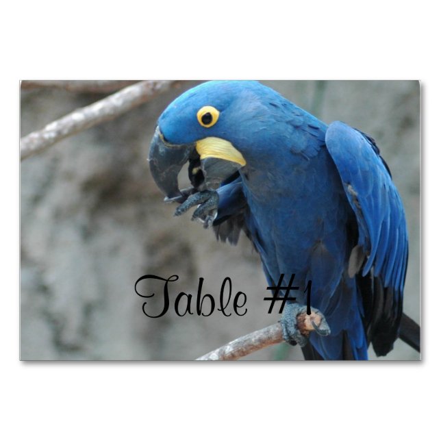 Tarjeta De Mesa Blue Hyacinth Macaw (Anverso)