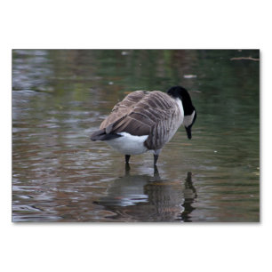 Tarjeta De Mesa Canada Goose