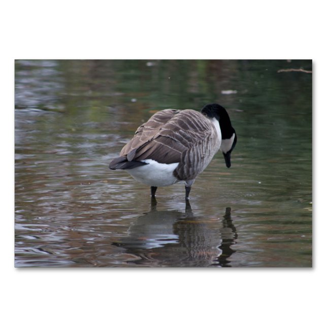 Tarjeta De Mesa Canada Goose (Anverso)