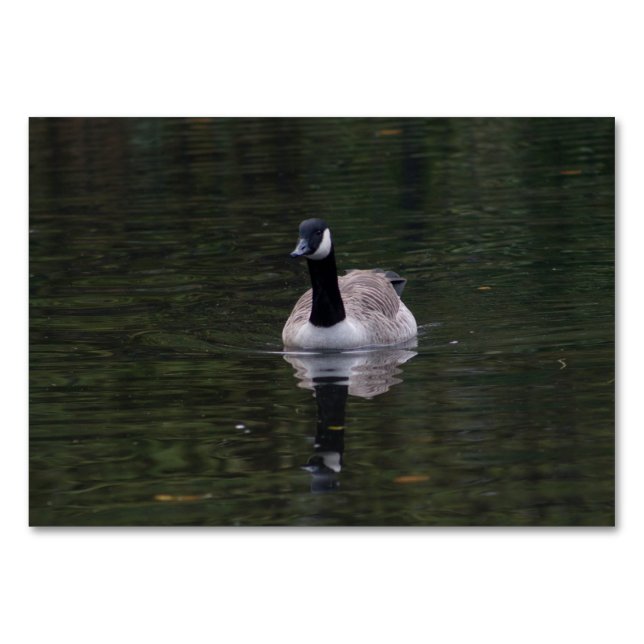 Tarjeta De Mesa Canada Goose (Anverso)