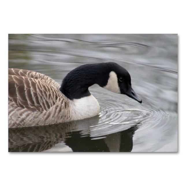 Tarjeta De Mesa Canada Goose (Anverso)