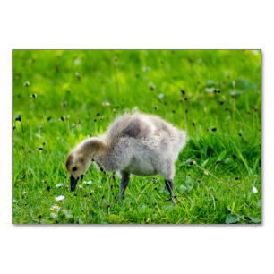 Tarjeta De Mesa Canadá Goose Gosling
