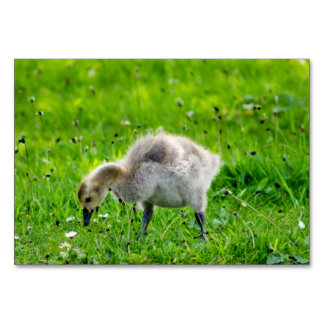 Tarjeta De Mesa Canadá Goose Gosling