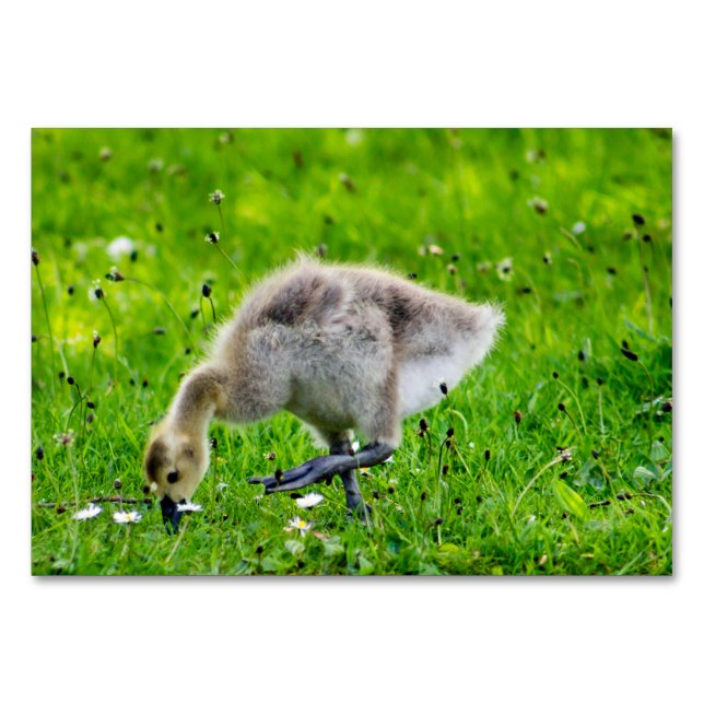 Tarjeta De Mesa Canadá Goose Gosling (Anverso)