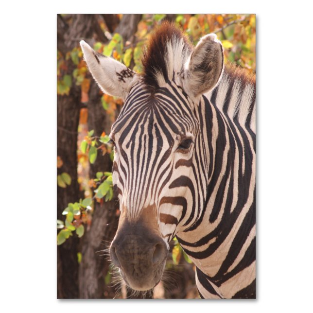 Tarjeta De Mesa Cebra de Burchell africana con rayas en bushveld (Anverso)